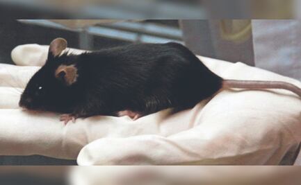 Científicos clonan un ratón con dos padres machos: esto cambiaría la reproducción humana