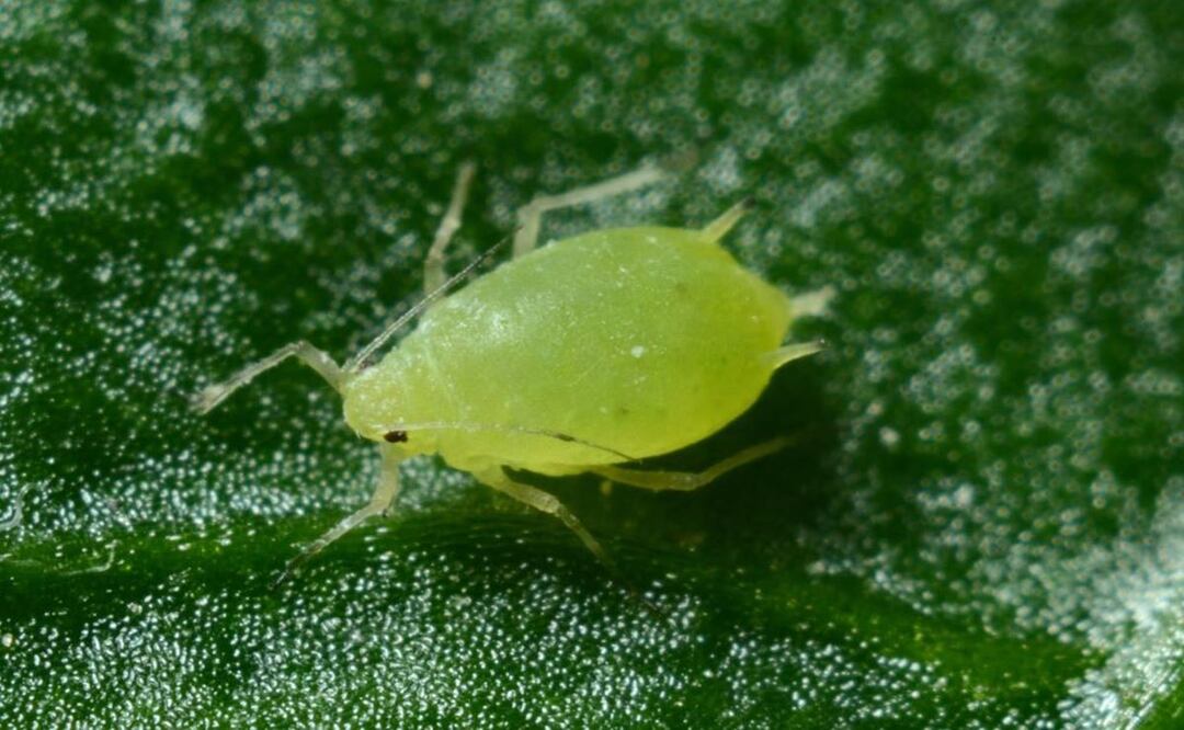 ¿Qué son los ácaros y cómo eliminarlos de tu hogar?