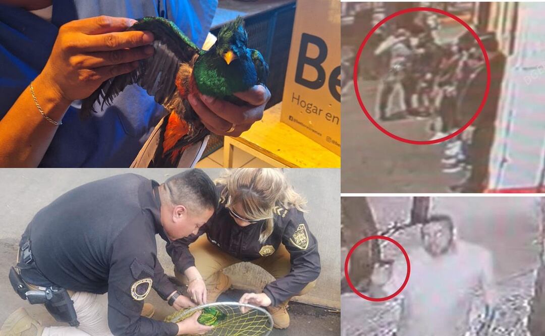 Santa María la Ribera ya se salió de control: Matan y ahora capturan hasta a un quetzal