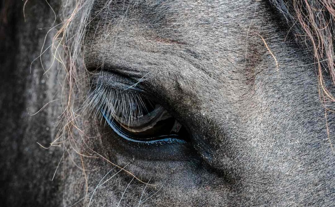 En Italia dejan una cabeza de caballo como narcomensaje para un empresario ¿de qué se trata?