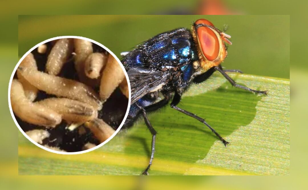 Foto: Redes sociales (Gusano Barrenador: ¿Cómo identificar a la mosca de esta peligrosa plaga?)