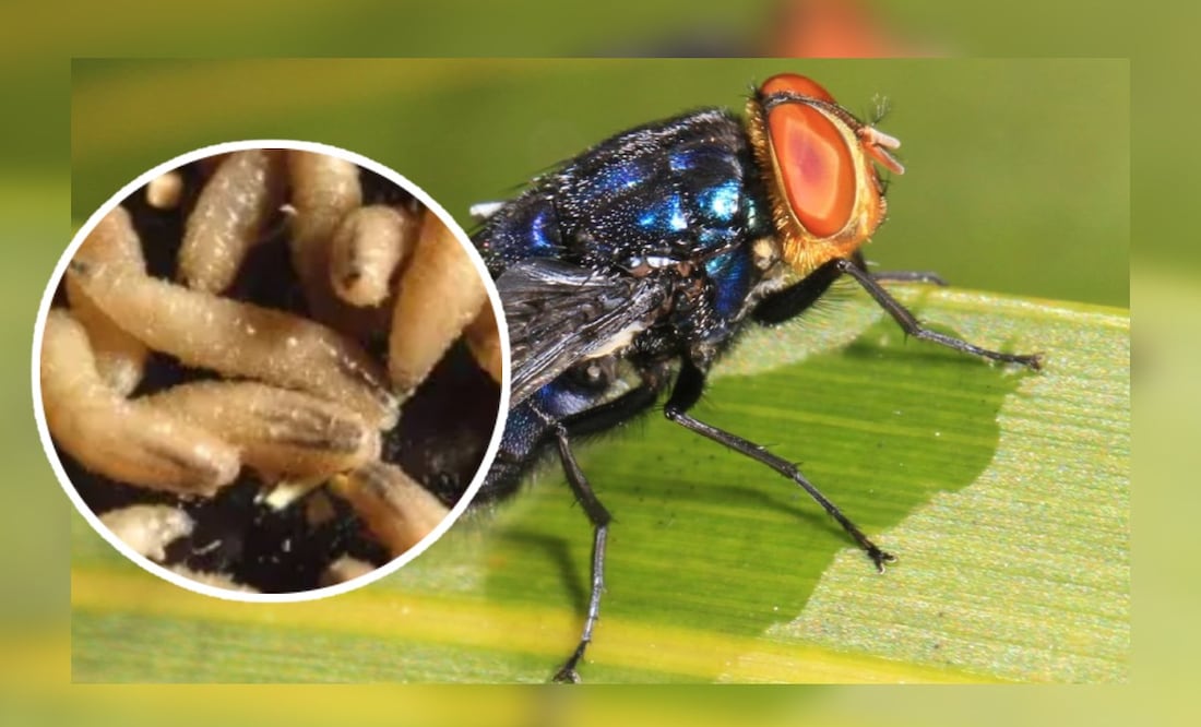 Foto: Redes sociales (Gusano Barrenador: ¿Cómo identificar a la mosca de esta peligrosa plaga?)