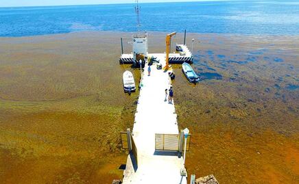 ¿Cuántas toneladas de sargazo llegarán a las costas del Caribe mexicano este 2025?
