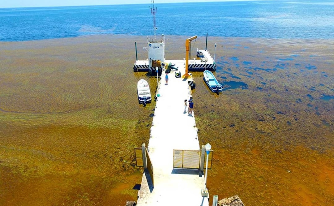 ¿Cuántas toneladas de sargazo llegarán a las costas del Caribe mexicano este 2025?
Foto: UNAM