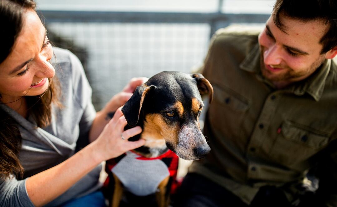 Desparasitación ¡GRATIS! Para tu perrito en la CDXM ¿a qué hora y dónde?