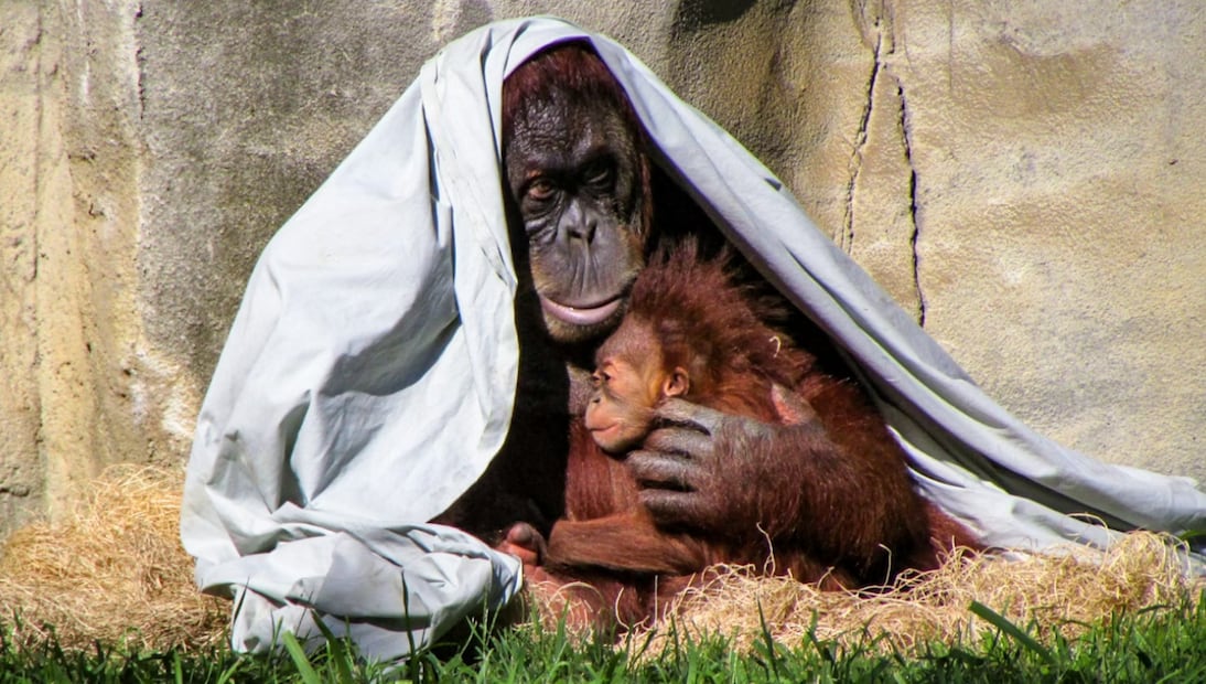 Orangután y su bebé (Foto: Unsplash)