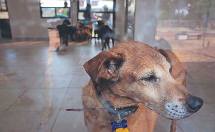 Refugio Franciscano: 171 perros siguen en estado delicado tras el rescate