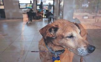 Refugio Franciscano: 171 perros siguen en estado delicado tras el rescate