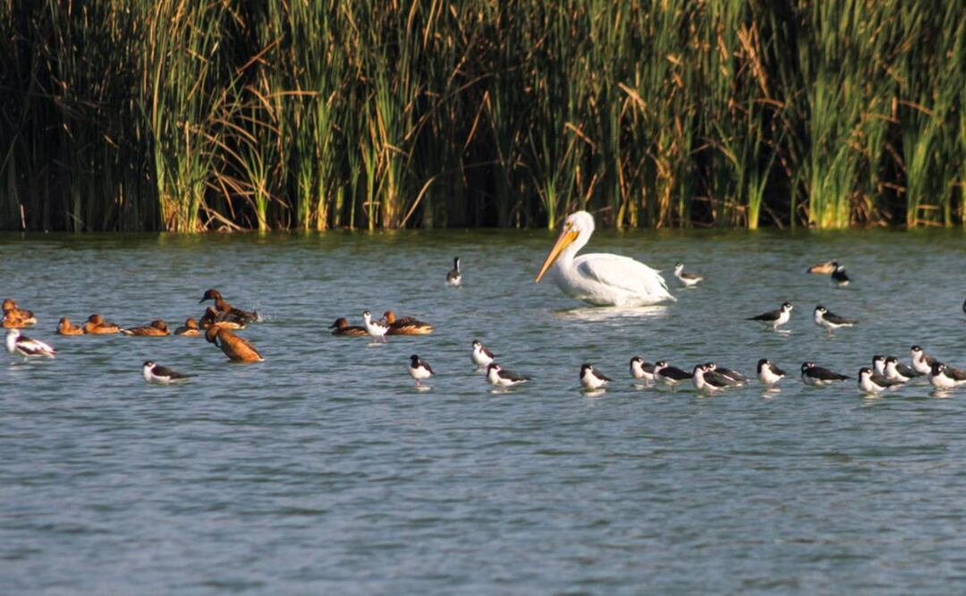 Mejora la calidad del agua y suelo en el Bosque de Aragón, aumenta el avistamiento de aves