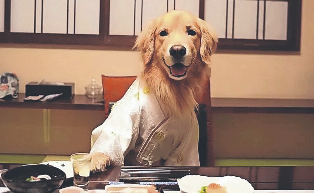 Pareja gastó alrededor de 683 mil 657 pesos para que su perro viajara a Japón