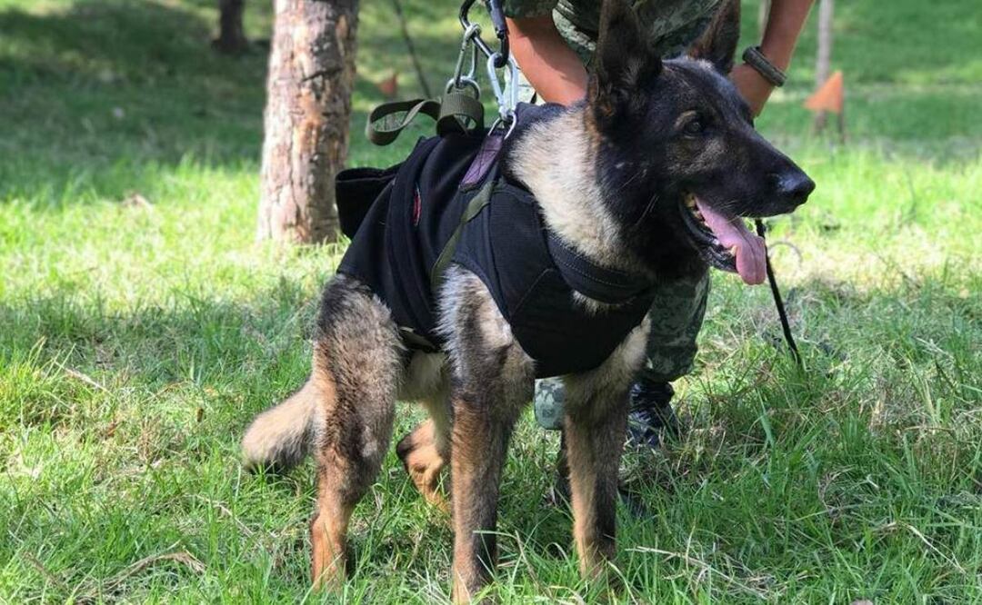 ¡Adiós a un héroe! Muere Proteo, el, perrito rescatista mexicano que fue a Turquía