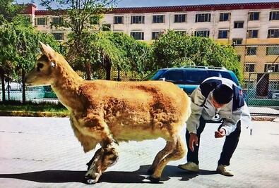 Crean antílope falso para infiltrarse en manadas, ¿es ético este experimento?