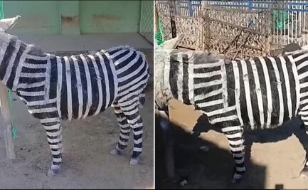 Zoológico chino pinta a burros para hacerlos pasar por cebras