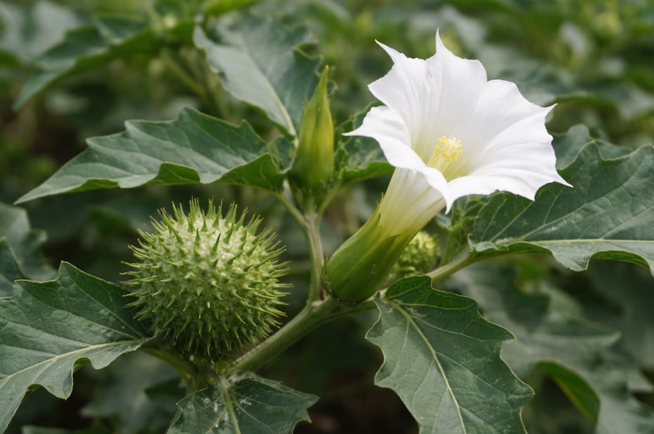 Planta de toloache (Foto: Creada con IA)