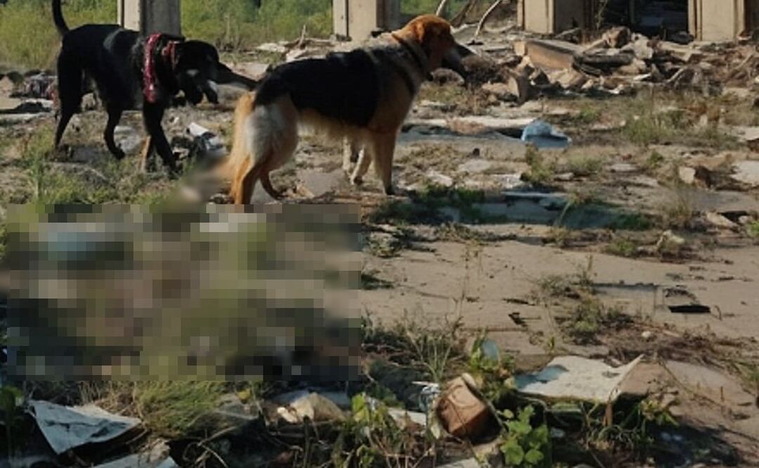 Animales se comen cuerpo en descomposición, dejan la mitad en huesitos, en Topilejo, Tlalpan