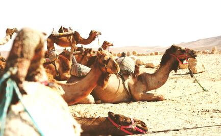 Escándalo en Omán: Descalifican a 20 camellos por usar bótox y cirugías estéticas