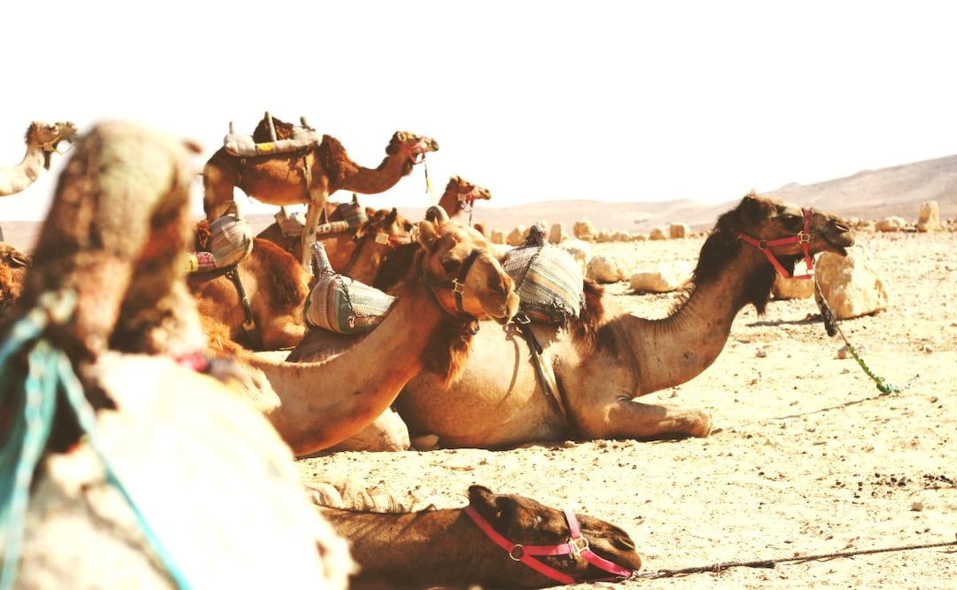 Foto: Unsplash (Escándalo en Omán: Descalifican a 20 camellos por usar bótox y cirugías estéticas)