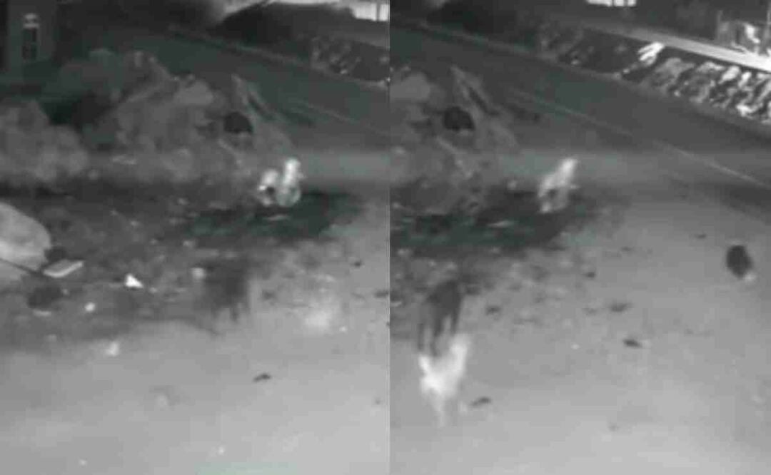 Extraña presencia fue captada en Chicoloapan de Juárez y lomitos la confrontaron