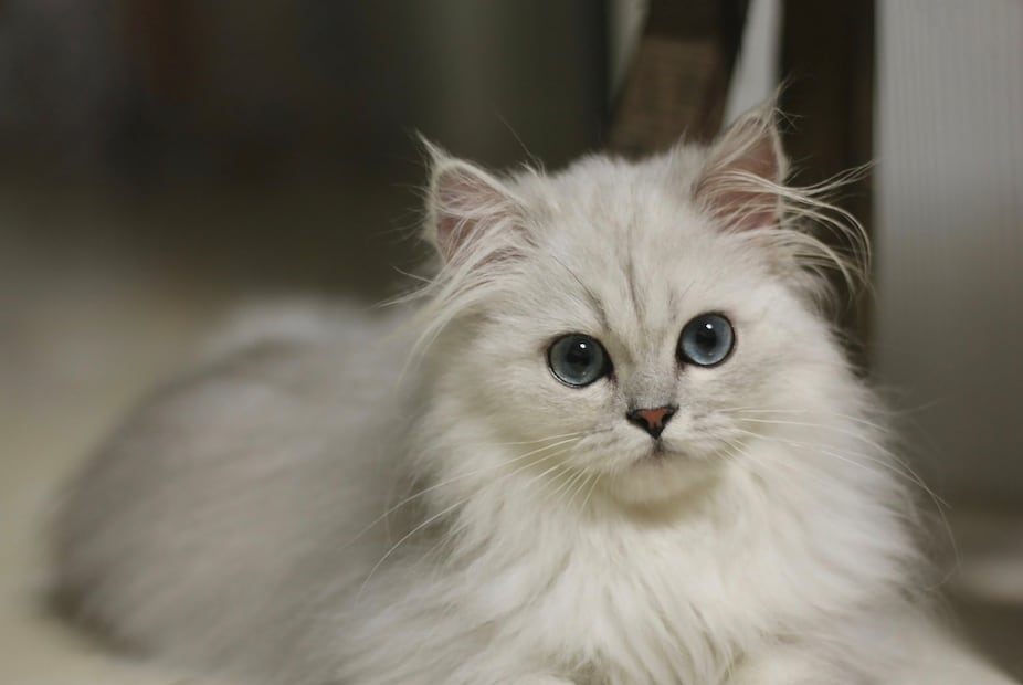 Gato blanco (Foto: Unsplash)