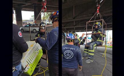 ¿Cómo fue el rescate del felino que estaba en la estación Nezahualcóyotl de la Línea B?