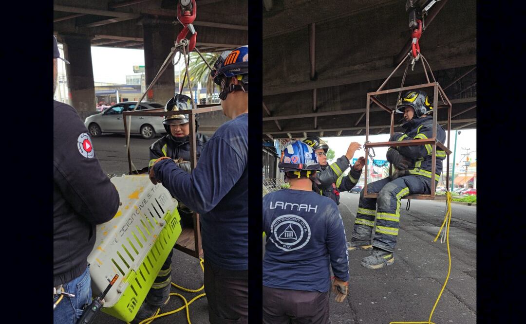 ¿Cómo fue el rescate del felino que estaba en la estación Nezahualcóyotl de la Línea B?  
Imagen: Gobierno CDMX