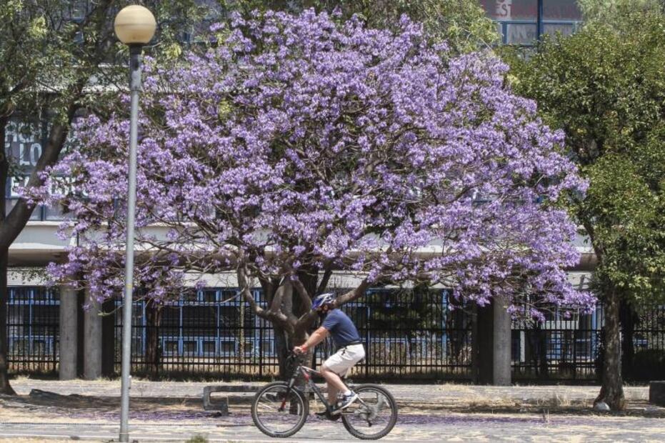 807021_jacarandas_ciudad_universitaria-1_web.jpg