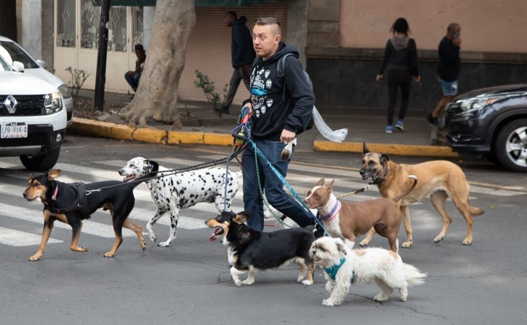 ¡Atención humanos! Llegó la hora de empadronar a su mascota si viven en CDMX