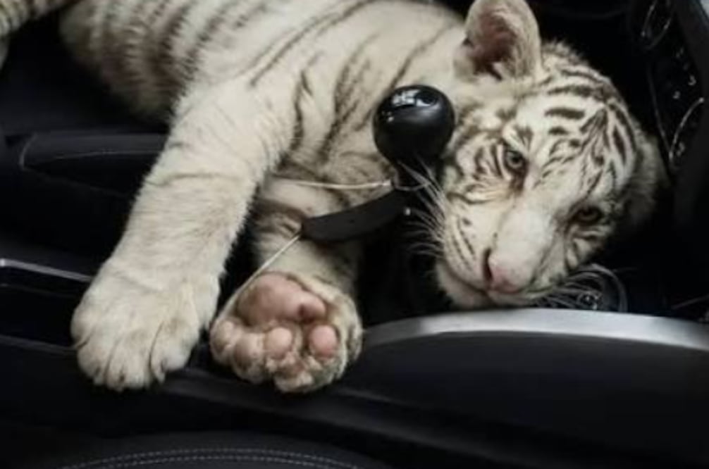 No son mascotas ni trofeos: El caso del tigre de bengala que debería hacernos reflexionar (Foto: Especial)