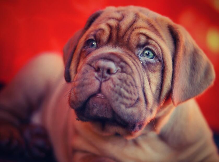 Mastín (Foto: Pixabay)