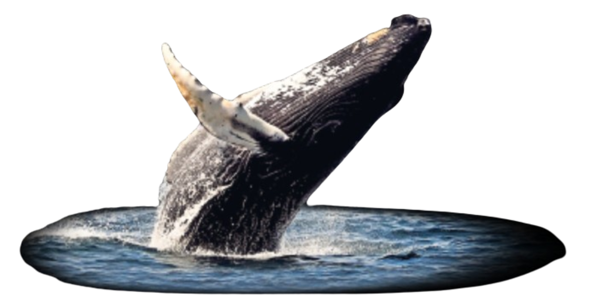 ballena-removebg-preview.png