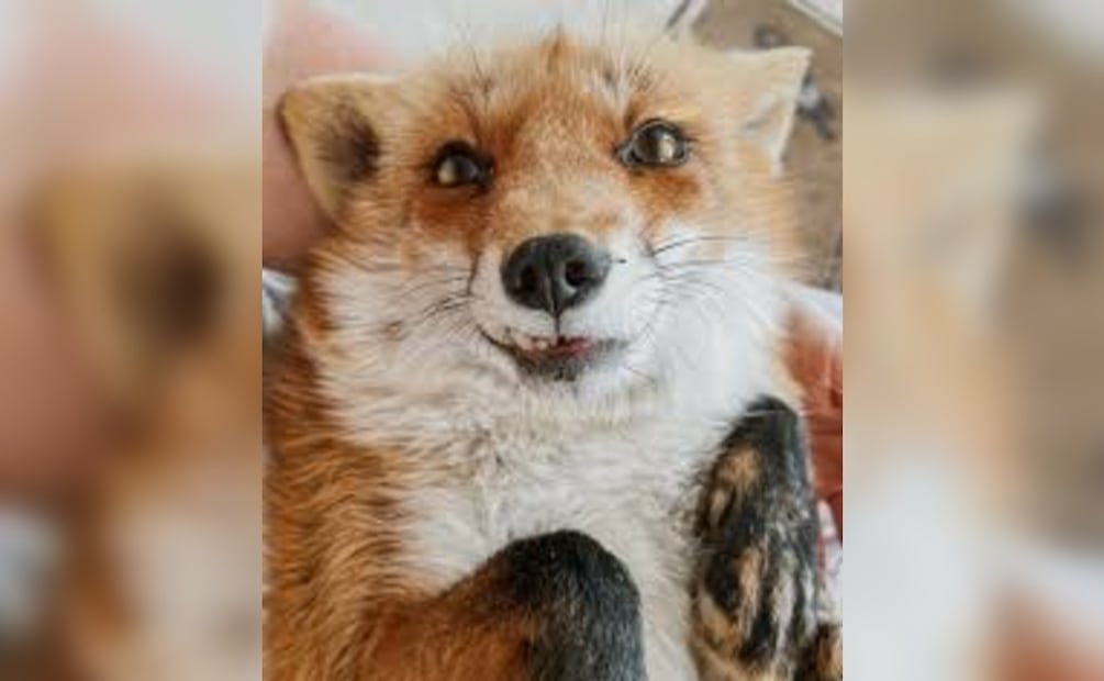 Foto: Red Social X (Juniper Fox)