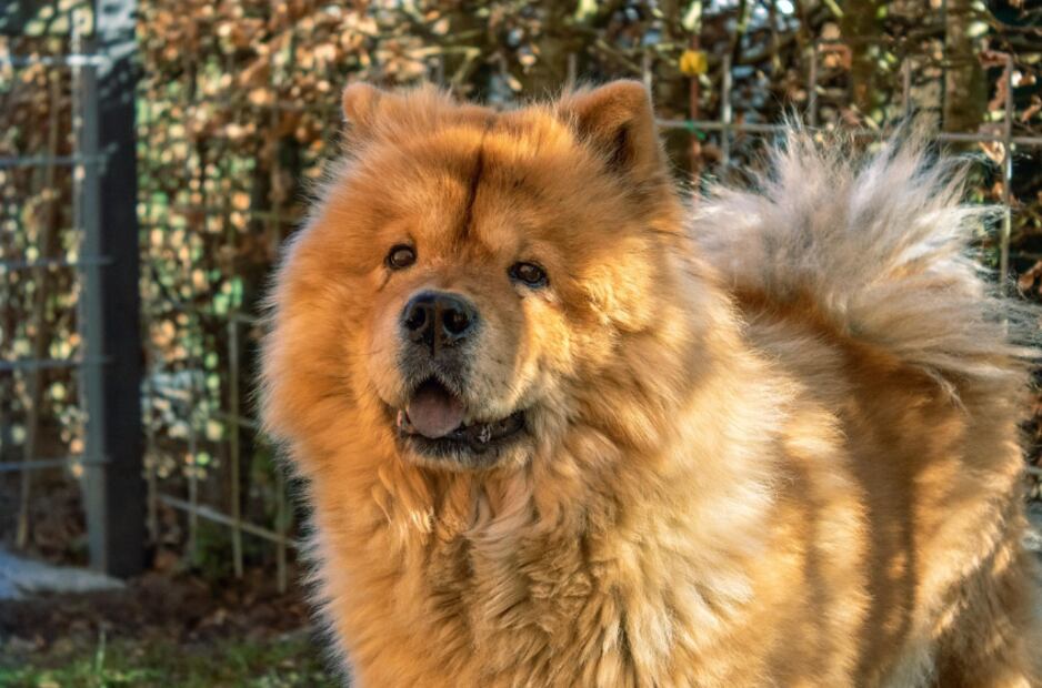 Chow Chow (Foto: Pixabay)