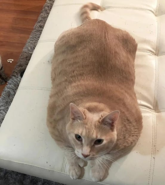 Día Internacional del Gato: conoce a los mininos que se volvieron leyenda mundial. Foto: (Especial)
