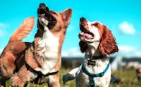 ¿Cómo proteger a tu perro de las altas temperaturas y el golpe de calor? 