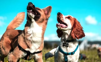 ¿Cómo proteger a tu perro de las altas temperaturas y el golpe de calor? 