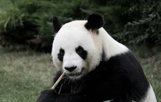 Retornan a China los últimos 2 pandas que vivían en Japón en medio de tensiones diplomáticas