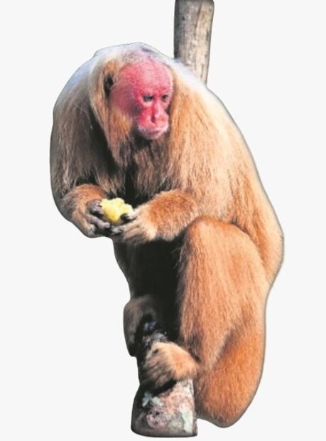 uakari-exotico.jpeg