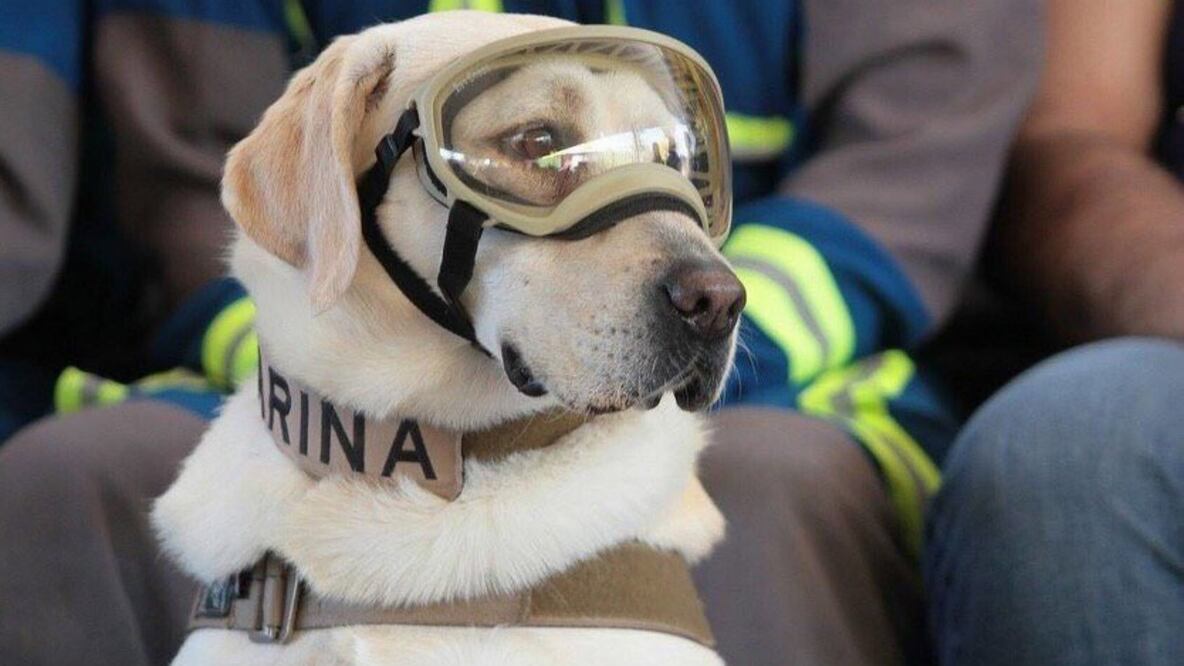 Frida Perrita rescatista Semar Jubilación