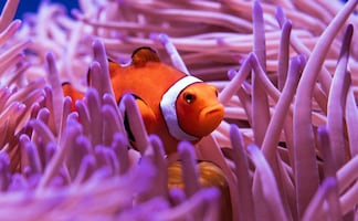 Día de la Tierra: 10 razones fascinantes para proteger nuestro hogar 