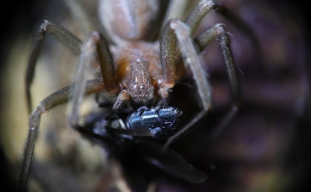 Temporada de araña violinista 2026: Meses de riesgo y síntomas  Imagen: Pixabay