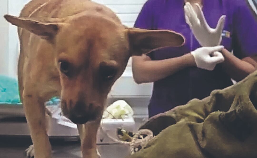 Con cinta adhesiva hombre dejó a perro pegado en un poste, en Colombia