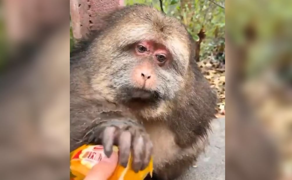 Imagen: Captura de pantalla (Xing Xing)