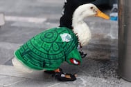 ¡Ya te la sabes! Pato Merlín y su dueña sufren robo en instalaciones de Televisa 