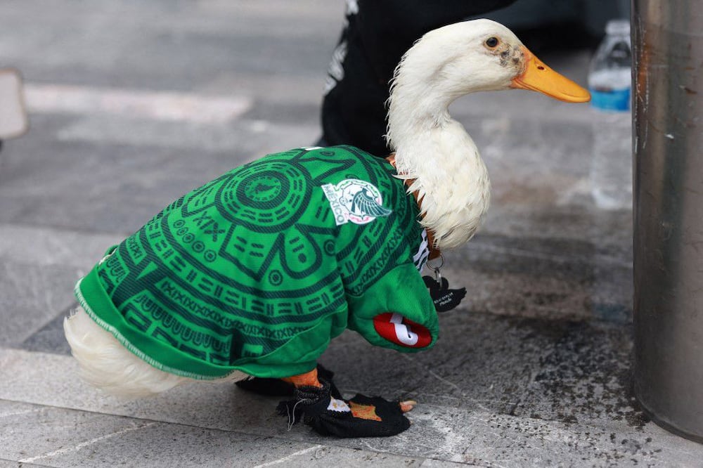 Pato Merlín (Vía: X)