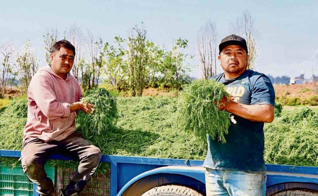 ¡Éntrale sabroso a los romeritos con origen en la CDMX! Productores hablan del tradicional alimento