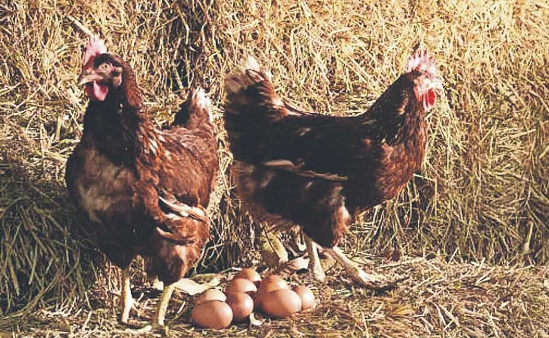 Revelan si fue primero el huevo o la gallina
