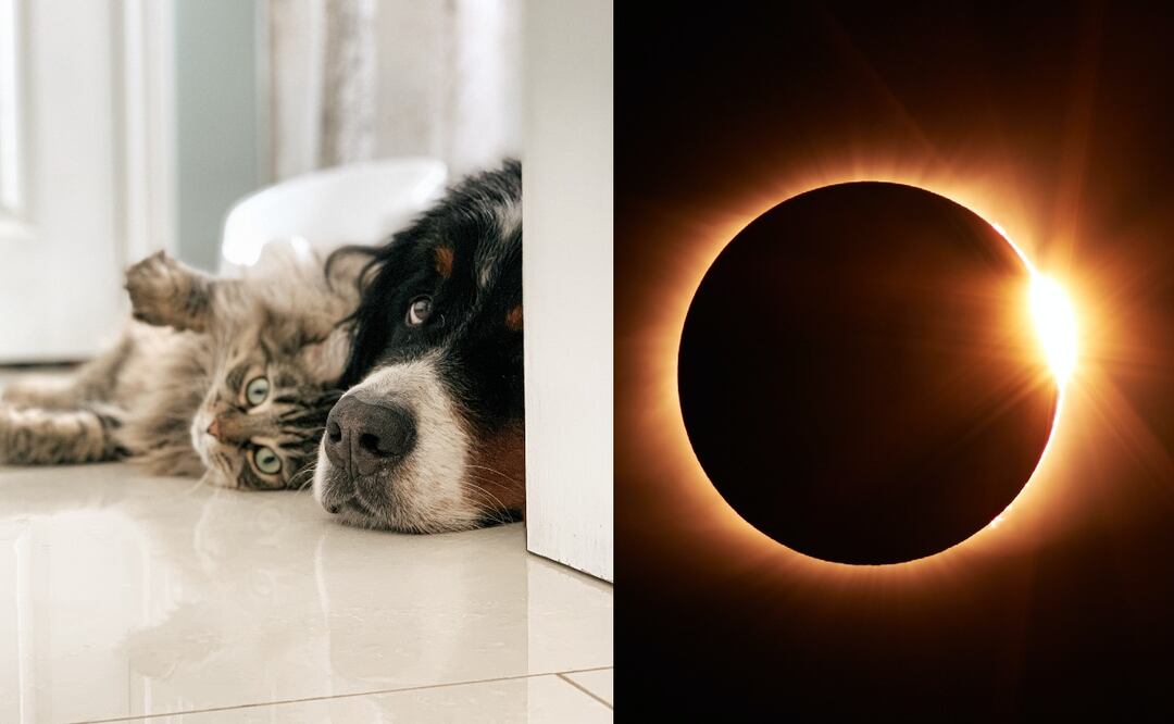 ¿Es bueno que mis mascotas también observen el eclipse este 14 de octubre?