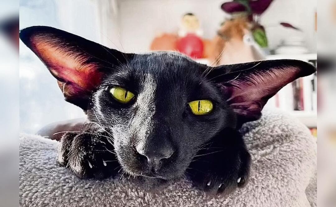 ¿Te has imaginado un gato vampiro? Pues llego Michi - Drácula en Finlandia