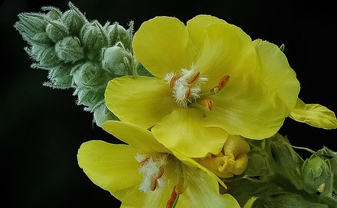 Descubre 5 beneficios del gordolobo: La planta milagrosa para tu salud