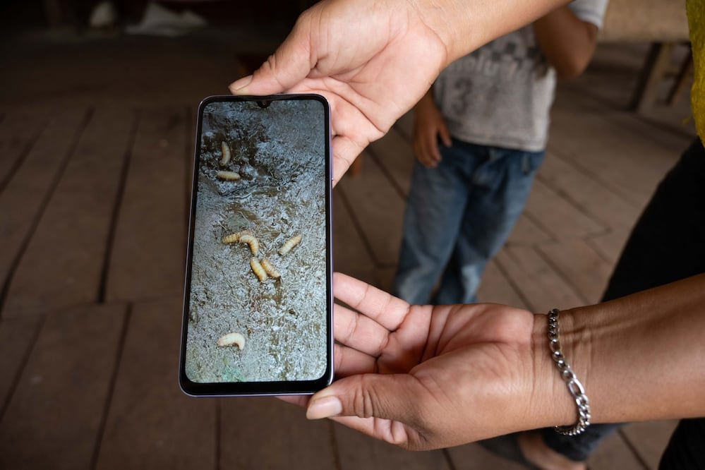 Foto: Cuartoscuro (Alerta en CDMX: Detectan primer caso de gusano barrenador en Tlalpan)